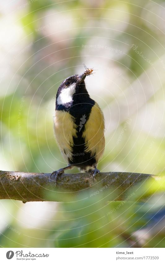 the early bird Nature Animal Summer Beautiful weather Tree Bird Wing 1 Hunting Esthetic Yellow Green Success Diligent Pride Tit mouse Fly Blur Colour photo