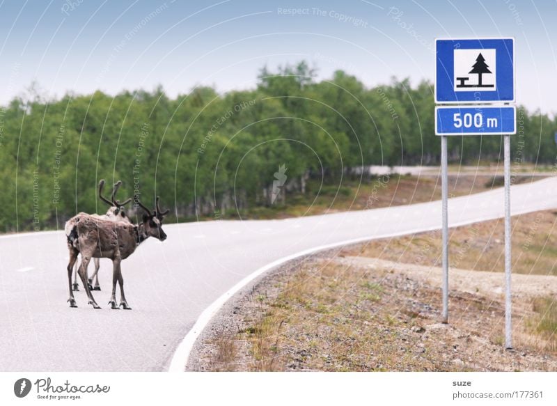 Without rest and quietness Adventure Expedition Environment Nature Landscape Plant Animal Street Lanes & trails Road sign Farm animal Wild animal Reindeer 2