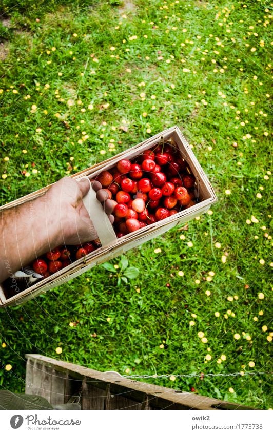 fruit basket Leisure and hobbies Masculine Hand Underarm Environment Nature Plant Summer Beautiful weather Grass Cherry Basket To hold on Ladder Rung Fruit