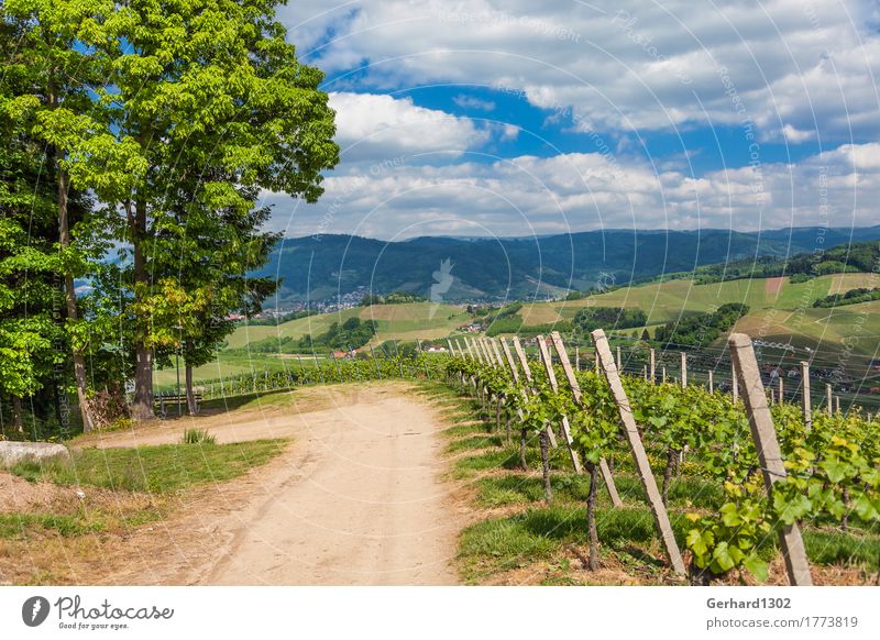 Vine Panorama in the Ortenau near Oberkirch, Black Forest Wine Nature Field Hill Relaxation Hiking Tourism Vacation & Travel Vineyard Ortenaukreis oberkirch