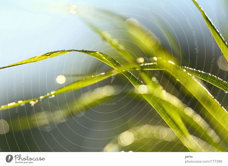 when the wind blows Colour photo Exterior shot Close-up Detail Deserted Day Light Reflection Sunlight Shallow depth of field Worm's-eye view Long shot Nature