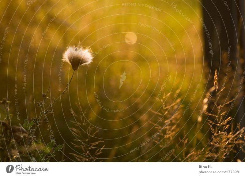 moonstruck Colour photo Exterior shot Deserted Copy Space top Twilight Light Reflection Light (Natural Phenomenon) Back-light Blur Shallow depth of field Nature