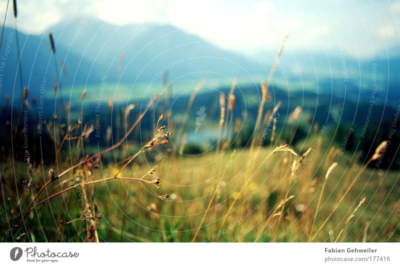 mountain meadow Colour photo Exterior shot Detail Deserted Copy Space top Day Contrast Deep depth of field Wide angle Tourism Trip Far-off places Summer