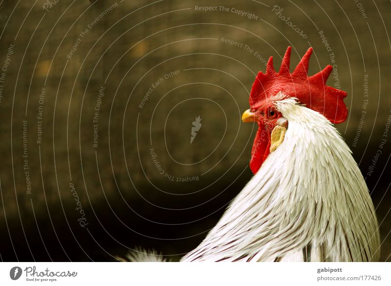 Auweia Mr Konstantin Colour photo Exterior shot Deserted Copy Space left Day Sunlight Shallow depth of field Animal portrait Profile Forward Pet Farm animal