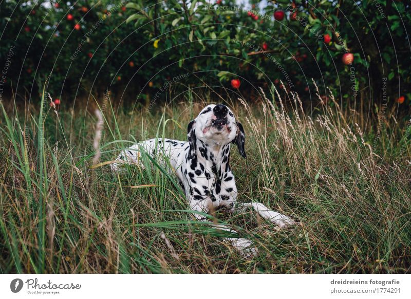 Dog on apple plantation Animal Pet 1 Eating To enjoy Lie Sit Brash Friendliness Delicious Natural Green Happy Contentment Joie de vivre (Vitality) Voracious