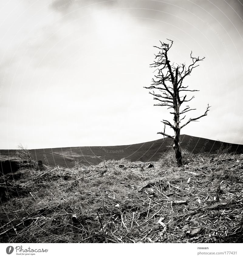 more surviving Black & white photo Exterior shot Day Landscape Plant Tree Bushes Rock Mountain Threat Dark Creepy Cold Dry Pain Loneliness Exhaustion Distress