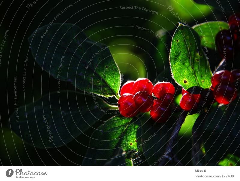 glow Colour photo Multicoloured Exterior shot Close-up Detail Day Evening Light Shadow Sunlight Back-light Environment Nature Beautiful weather Plant Bushes