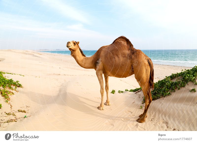 desert a free dromedary near the sea Eating Vacation & Travel Tourism Adventure Safari Summer Beach Ocean Mouth Nature Plant Animal Sand Sky Hair Hot Wild Brown