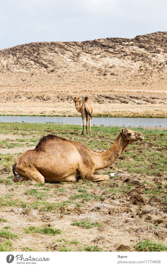 desert a free dromedary near the sea Vacation & Travel Tourism Safari Nature Plant Animal Sand Sky Lake Hot Wild Brown Gray Black White Asia Arabia arid Beast