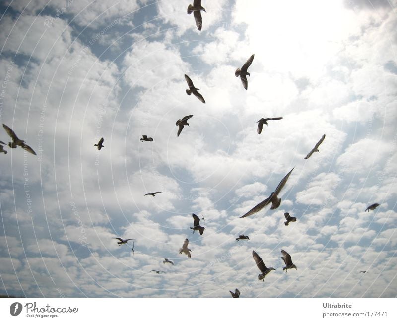 seagull storm Colour photo Exterior shot Deserted Day Sunlight Motion blur Worm's-eye view Air Sky Clouds Summer North Sea Animal Bird Wing Seagull