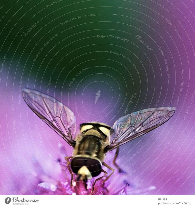 sharp humming tender pink Colour photo Multicoloured Exterior shot Close-up Macro (Extreme close-up) Deserted Copy Space top Day Shallow depth of field