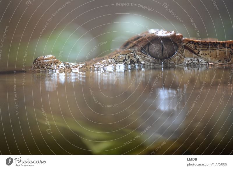 Crocodile - VI Environment Animal Water Wild animal Scales Zoo Aquarium 1 Exotic Reptiles Alligator Observe Aquatic plant Marsh Marsh plant Threat Colour photo