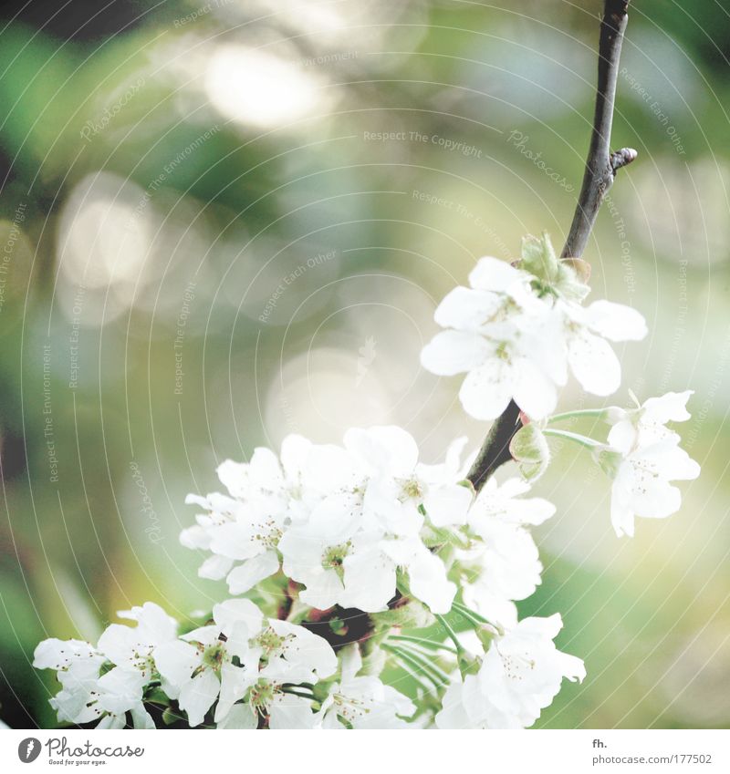 spring awakening Nature Sun Sunlight Spring Beautiful weather Plant Tree Blossom Apple tree Apple blossom Blossoming Illuminate Fragrance Friendliness Fresh