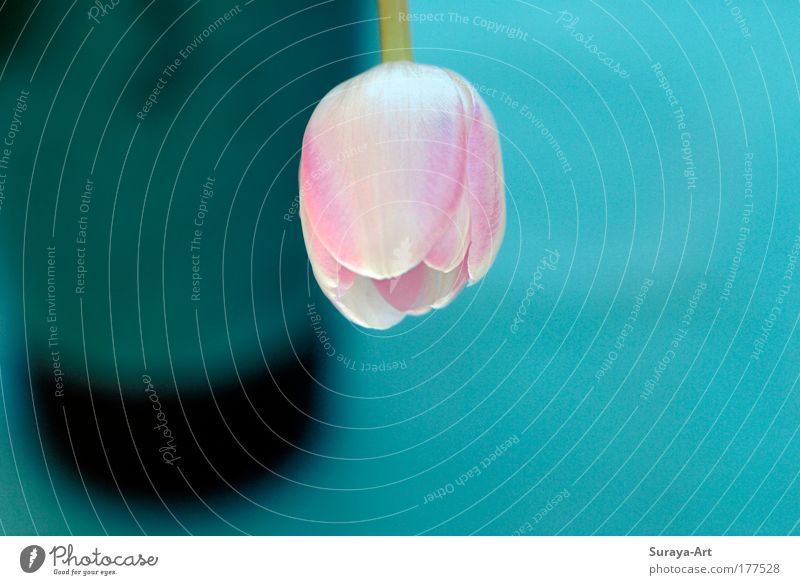 Rosy Colour photo Interior shot Shallow depth of field Lifestyle Harmonious Calm Flat (apartment) Nature Plant Spring Flower Tulip Blossom Blossoming Hang