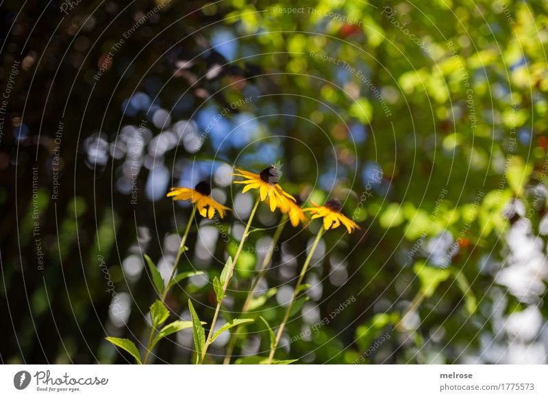 In rank and file Elegant Design Nature Plant Summer Beautiful weather Tree Bushes Leaf Blossom Wild plant Garden Rudbeckia Flowering plants pedicel Blur Colour