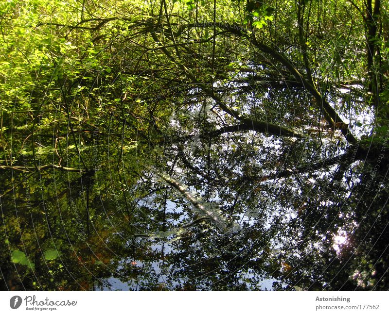 Fell into the water Environment Nature Landscape Plant Water Sky Climate Beautiful weather Tree Grass Bushes Wild plant Forest Pond Brook Broken Wet Blue Brown