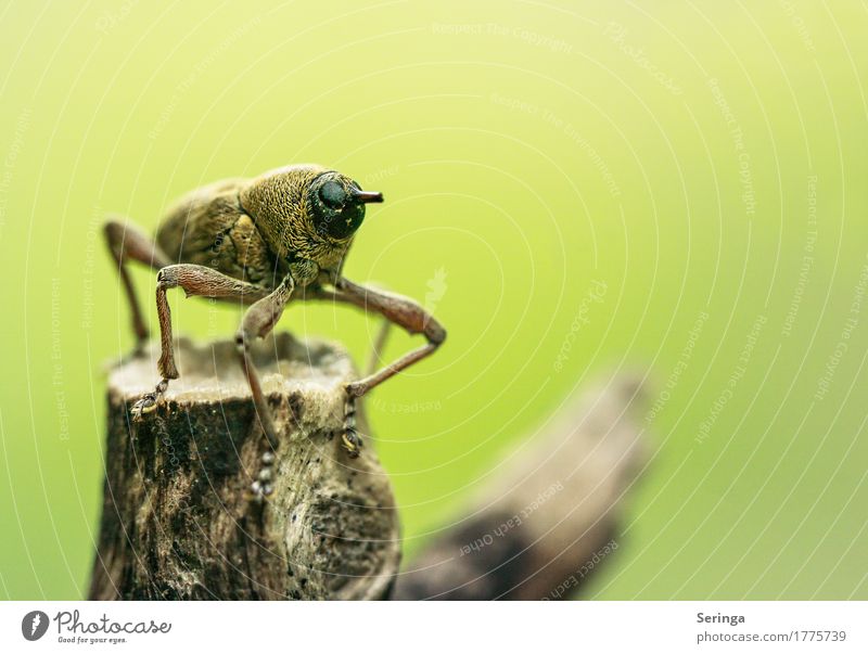 Arrived at the viewpoint ( weevil ) 300. Animal Wild animal Beetle Animal face Wing 1 Observe Branch Insect Weevil Colour photo Multicoloured Exterior shot