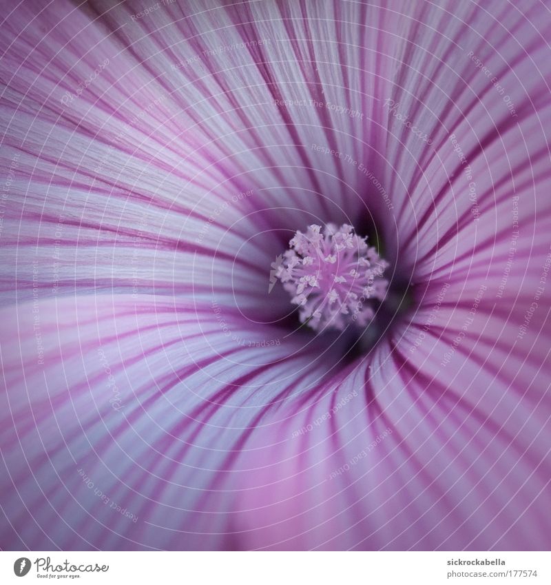 streaked Colour photo Exterior shot Deserted Day Plant Flower Blossom Blossoming Friendliness Beautiful Violet White Happiness Stripe Pistil