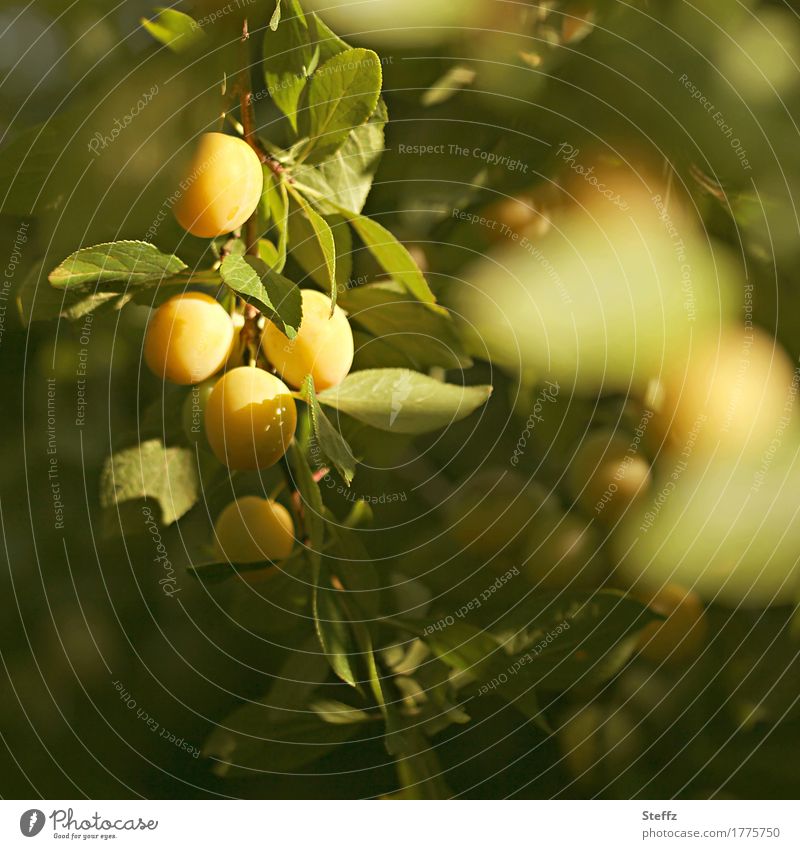 Mirabelles ripen in the orchard mirabelle plums Plums fruit fruits fruit harvest yellow fruits sunny Garden fruit yellow plums mirabelle plum tree