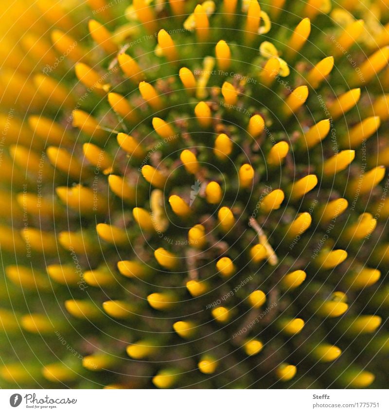 Symmetry in nature Rudbeckia Flower Blossom Pistil Precision Row Regular in a row Complex Geometry natural symmetry complexity natural form natural pattern