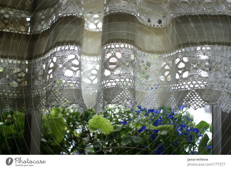 summer outlook Colour photo Subdued colour Interior shot Detail Pattern Deserted Day Light Shadow Contrast Back-light Long shot Nature Spring Summer Plant