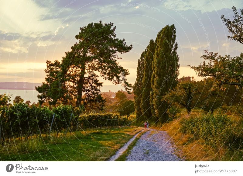 Tuscany atmosphere at Lake Constance Summer Summer vacation Sun Hiking Environment Nature Landscape Sunrise Sunset Sunlight Autumn Beautiful weather Plant Tree