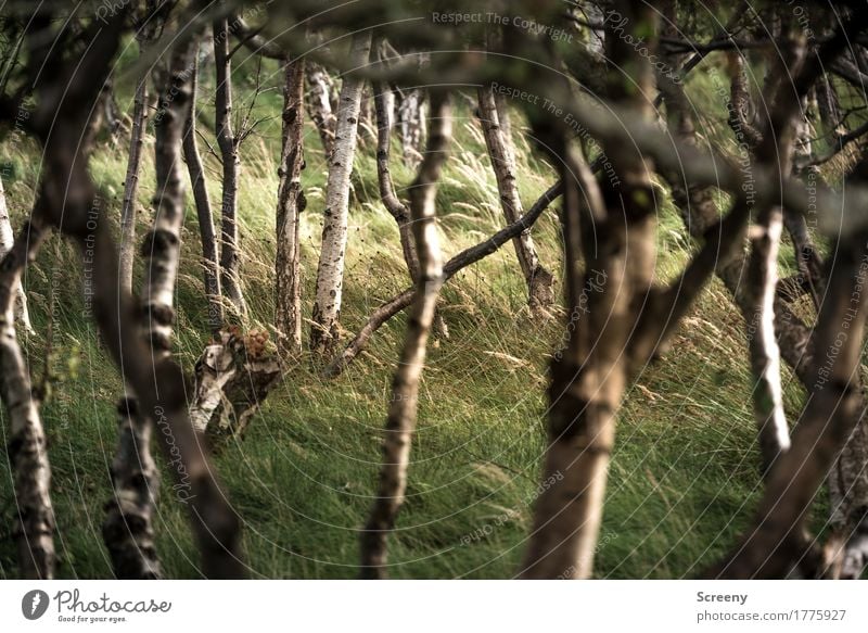 Woods in the dunes Nature Landscape Plant Summer Tree Grass Bushes Forest North Sea Island Norderney Dune Serene Patient Calm Birch wood Colour photo