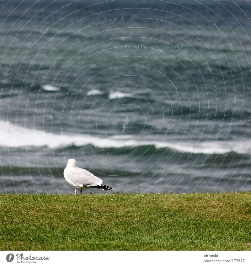 Where are the others? Exterior shot Copy Space top Copy Space middle Day Shallow depth of field Bird's-eye view Animal portrait Rear view Vacation & Travel