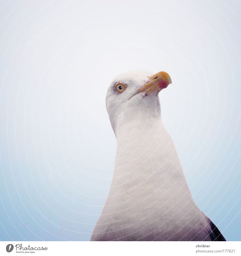 My fries???? **100**** [Ki09.01] Exterior shot Day Animal portrait Upper body Looking into the camera Nature Sky Coast Beach Bird Animal face Wing Claw Seagull