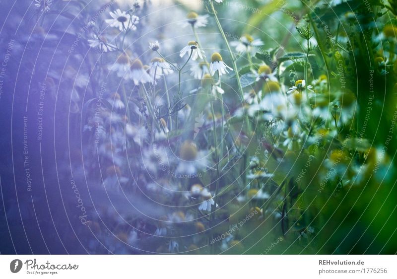 Chamomile in the evening Environment Nature Plant Flower Meadow Field Blossoming Herbs and spices Healthy Violet Natural Growth Wild Weed Colour photo