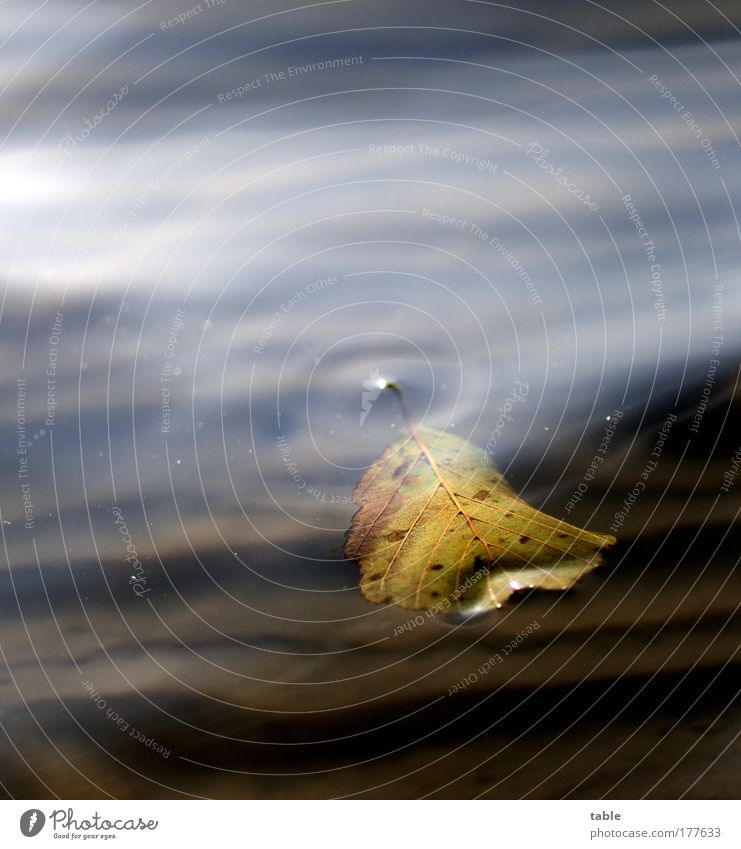 bathing day Colour photo Subdued colour Copy Space left Copy Space top Relaxation Calm Environment Nature Landscape Plant Water Beautiful weather Tree Leaf