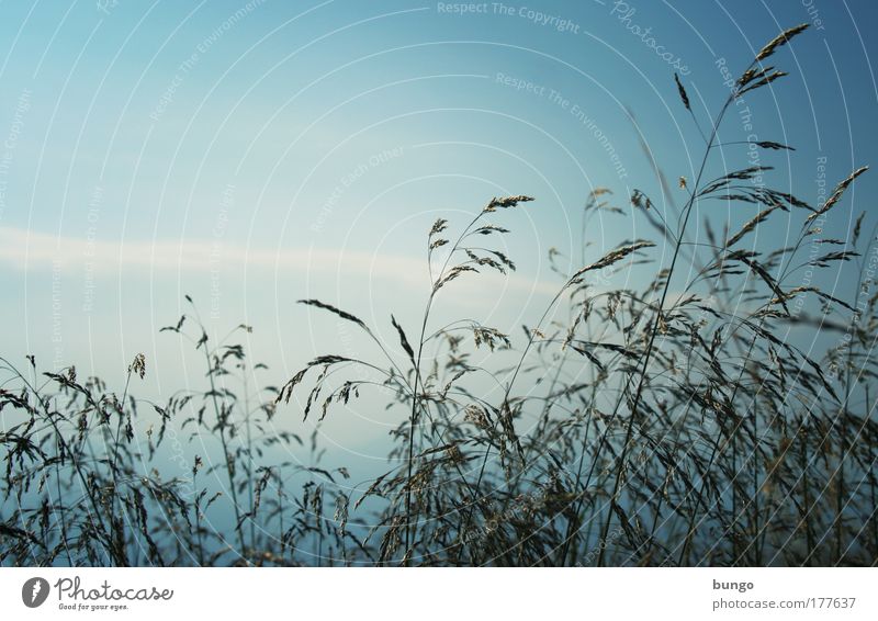 grief Colour photo Exterior shot Copy Space top Evening Twilight Silhouette Nature Summer Plant Grass Wild plant Meadow Relaxation Dream Blue Black Contentment