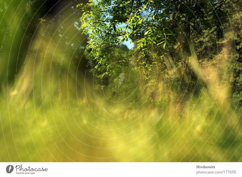 On grass Colour photo Exterior shot Experimental Deserted Copy Space bottom Day Blur Shallow depth of field Worm's-eye view Environment Nature Plant Sky Summer