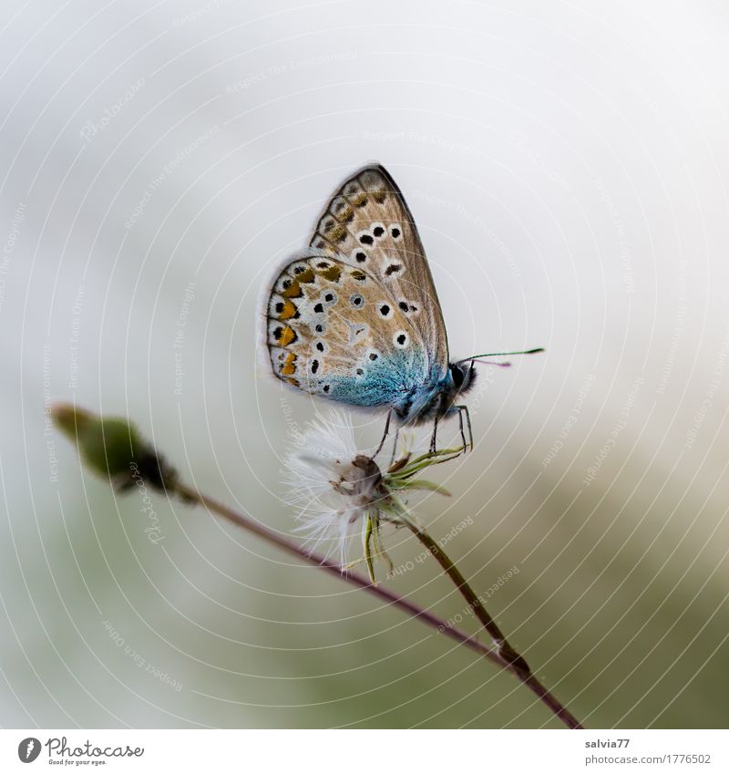 foggy grey Nature Summer Autumn Plant Blossom Wild plant Thistle blossom Animal Butterfly Wing Polyommatinae Insect 1 Blue Brown Gray Uniqueness Ease Break Calm