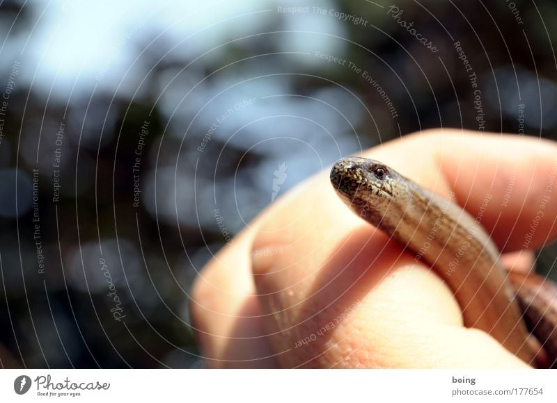 slowworm Looking Leisure and hobbies Gardening snake catcher Snake charmer Environment Nature Wild animal Petting zoo Saurians Reptile eye Slow worm Catch