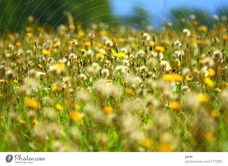 late summer Multicoloured Deserted Light Sunlight Deep depth of field Central perspective Environment Nature Landscape Summer Autumn Climate Beautiful weather