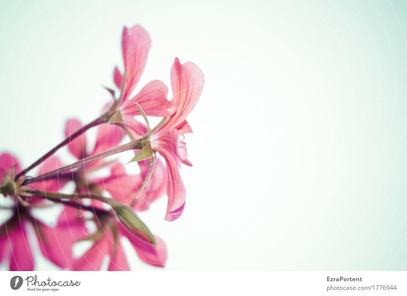 Shining example Environment Nature Plant Sky Spring Summer Flower Blossom Garden Blossoming Illuminate Esthetic Bright Natural Beautiful Pink Red White Geranium