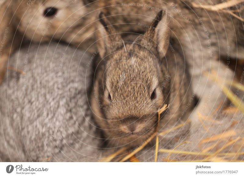 Rabbits had wild gentleman visit... Food Nutrition Environment Nature Animal Pet Farm animal Wild animal Hare & Rabbit & Bunny 3 Baby animal Exceptional Elegant