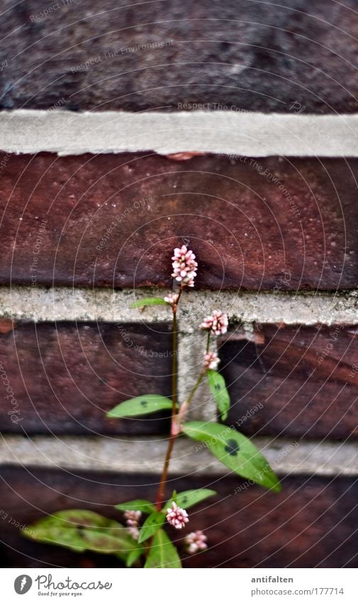 mauerBLÜMCHEN Environment Nature Plant Summer Flower Leaf Blossom Wild plant Building Wall (barrier) Wall (building) Facade Stone Brick Natural Red Colour photo