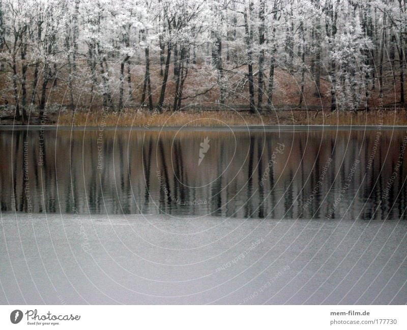 slaughter lake Hoar frost Winter Cold freeze over Lake bank Tree Freeze frosty over-freezing wetness Landscape Seasons