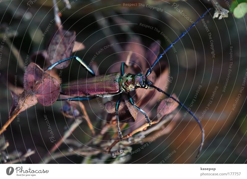 The Great Oakbuck, Haspelmoor Colour photo Exterior shot Close-up Macro (Extreme close-up) Animal portrait Full-length Environment Beetle 1 Crawl Sit