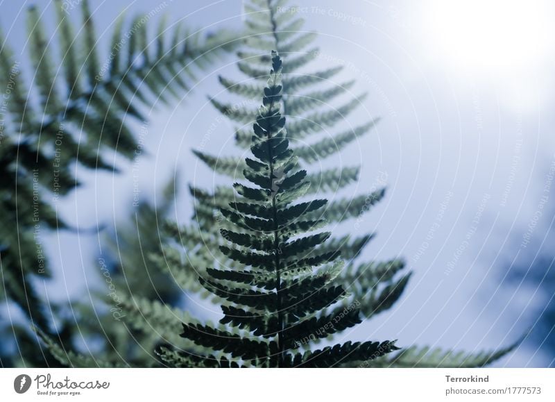 Fern in backlight Forest Green (Green) Nature wax Plant flora Garden