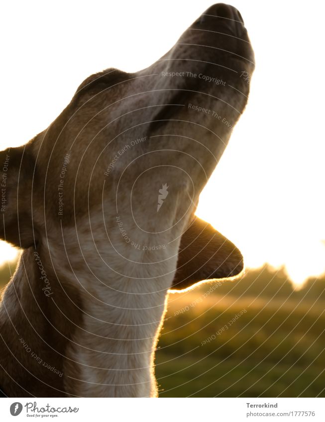 Dog shaking against the light Animal Pet 1 Observe Communicate Looking Sit Wait Esthetic Elegant Curiosity Cute pretty Soft Brown Yellow Gold Green Black White