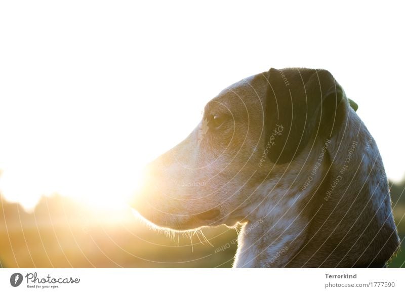 Dog in backlight Back-light Sunlight Dog's head Animal Exterior shot Pet 1 Colour photo Animal portrait Dog's snout Pelt Obedient Copy Space top Podenco Snout