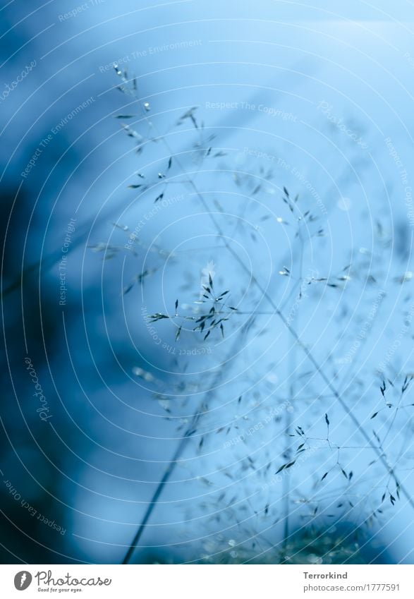 Grasses against light blue background grasses Nature Meadow Gray Green Blue Plant Exterior shot Sky Wild plant Close-up Day Colour photo Foliage plant Bushes