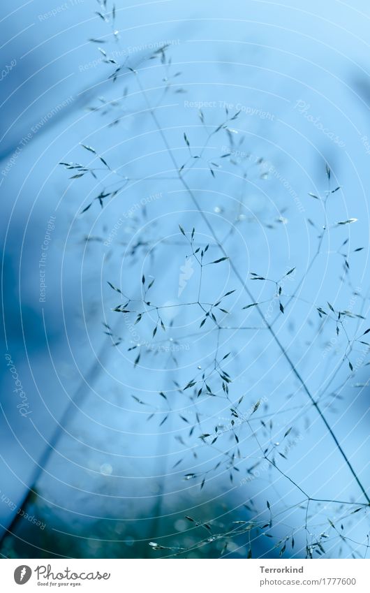 Grasses with blue background grasses Nature Field Sky Blue Blue sky Delicate Thin Fine Green wax Growth flora and fauna Bushes Foliage plant Colour photo Day