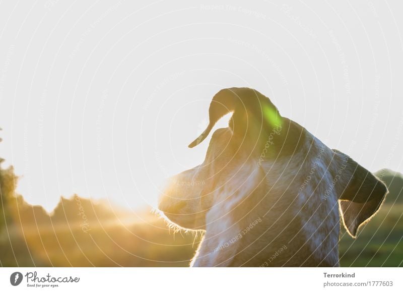 Dog in backlight Animal Pet Animal portrait Exterior shot Colour photo averted Neck dog neck ears Sunspot Back-light White Brown Speckled Pelt dog fur Snout