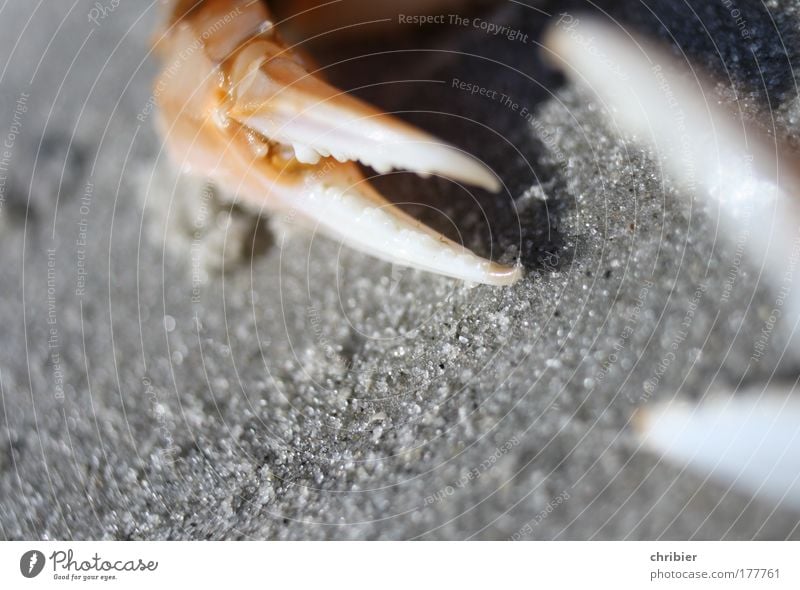 Heissa!! Barefoot beach!! Exterior shot Close-up Detail Macro (Extreme close-up) Vacation & Travel Tourism Summer vacation Beach Ocean Island Animal Shellfish