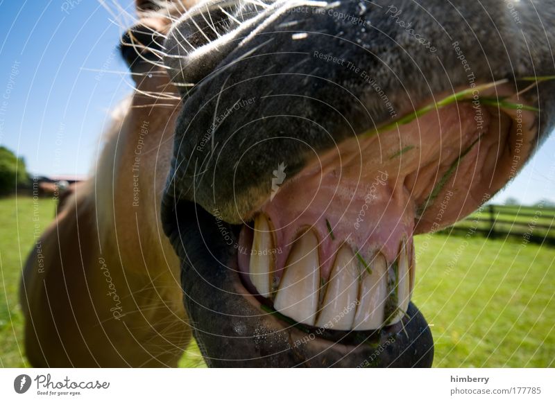 cheese kallejipp Colour photo Exterior shot Day Light Long shot Wide angle Looking Looking into the camera Forward Nature Landscape Meadow Field Animal