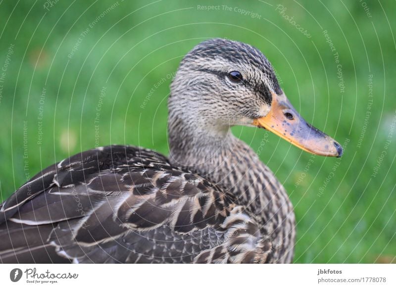 lame duck portrait Food Nutrition Environment Nature Animal Farm animal Wild animal Bird 1 Joie de vivre (Vitality) Mallard Beak Eyes Feather Green